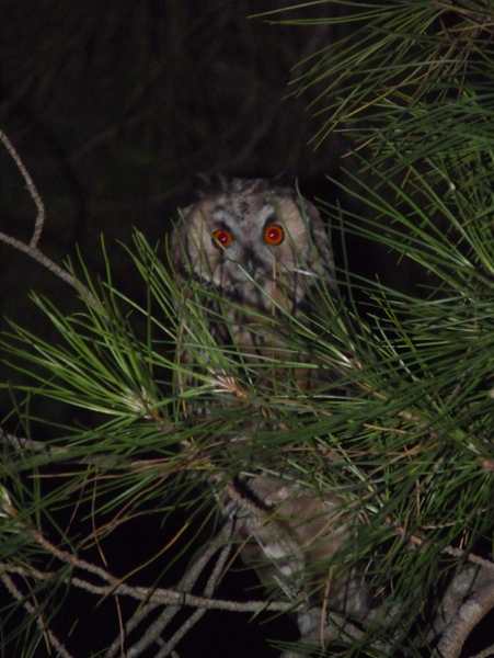 gufo, incontro ravvicinato in villa